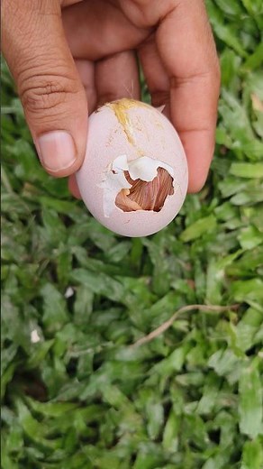 Understanding Egg Hatching Failures (Real Footage)