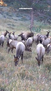 691K views · 10K reactions | Elk bugle at the end! #bullelk #explorepage #elkbugle #fyp #wildlifephotography #coloradoadventures #Colorado #elk | Colorado Adventures | Facebook