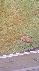 2.5K views · 235 reactions | An Irish hare running wild and feeding...