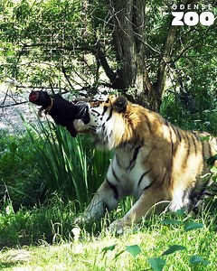 5.2M views · 18K reactions | Det vides ikke med sikkerhed, hvor mange kilo en sibirisk tiger kan trække af sted med, men det er åbenbart mere, end vores tekniske afdeling lige havde regnet med ...  | Odense ZOO | Facebook
