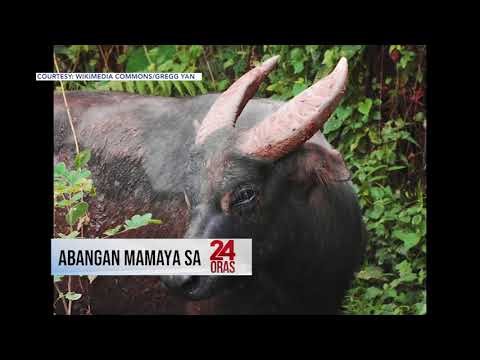 Abangan sa #24Oras — Tamaraw sightings
