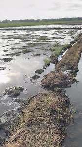 2 bottle Bio enzyme decomposer per hectare | Noel Agritv