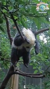 Panda's Funny Behavior When Bored 🐼😪✨ #panda #funny #cute #adorable #cute #shorts #cute #funny #fyp