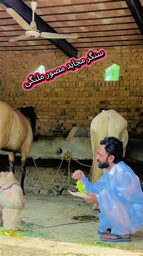 for #you #for# you #for you# for# you @Mujhaid mansoor malangi 512
