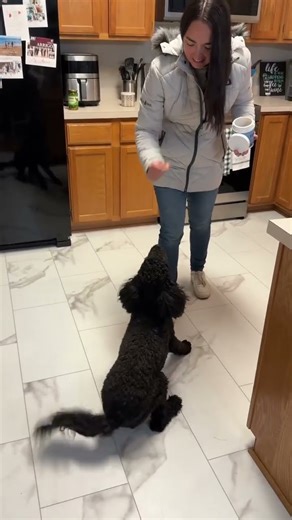 Well Loved Probiotics for Dogs Review | Gut Health, Allergy Relief & Easy Chews