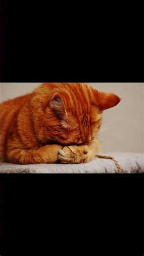 Cats and Squirrels: Unlikely Friends? 🐱🐿️