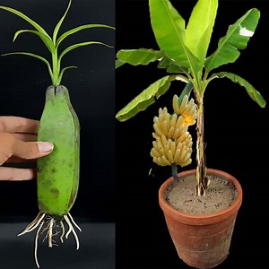 1.2M views · 18K reactions | Unique Skill How to grow banana tree from banana || Trees made from bananas | Rana Craft | Facebook