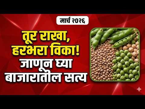 🛑 तूर राखा, हरभरा विका! एप्रिलमध्ये तुरीला मिळणार नवा भाव? | Tur, Chana Bazar Bhav