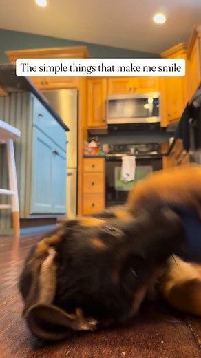 Play time and puppies, their happy bounce and trusting eyes just heal my heart and bring balance to a crazy day. | Sand Hill Shepherds & Setters | Facebook