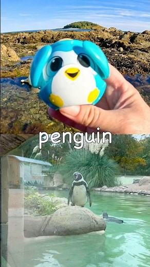 Learn Sea Animal Names for Kids by the Island: Penguin Whale Crayfish Starfish Horseshoe Crab