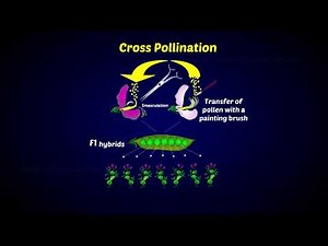 Hybridization in Plant Breeding