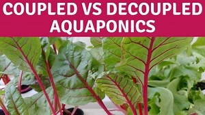 What is the Difference between Coupled and Decoupled Aquaponics Systems?