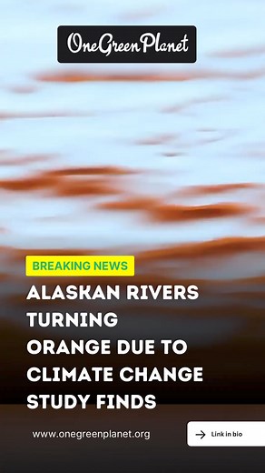 The orange discoloration was first noticed in 2018 across northern...