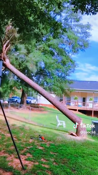 Experience Satisfying ASMR with Trees