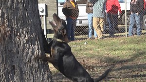 The evolution of coon hunting