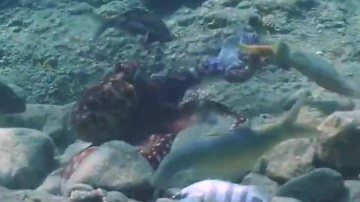 Octopuses filmed punching fish in the Red Sea