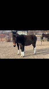 Some people seem to be confused on what a Hinny is. These Hinnys dam is a registered black mammoth Jenny, a donkey. Their sire is a registered, black and white Tobiano paint stallion Located in Cody, Wyoming P.m. for more information | Tim Doud