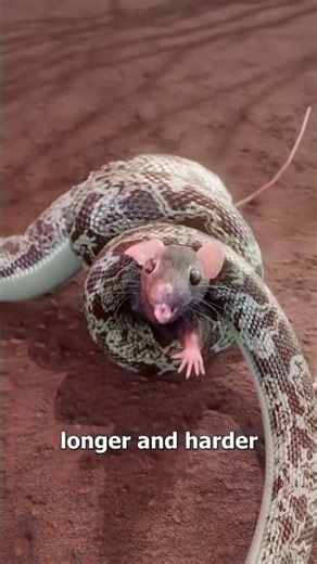 snake chuhe Ka Shikar Kaise karta hai 😱😱😱🤯🤯🤯 #snake #rat #facts #shortvideo