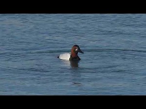 North American Canvasback ducks dive as they feed on a northern USA lake