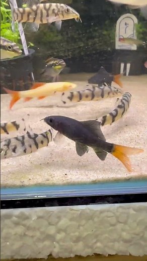 Red tail black shark Fancy a shark in your aquarium?