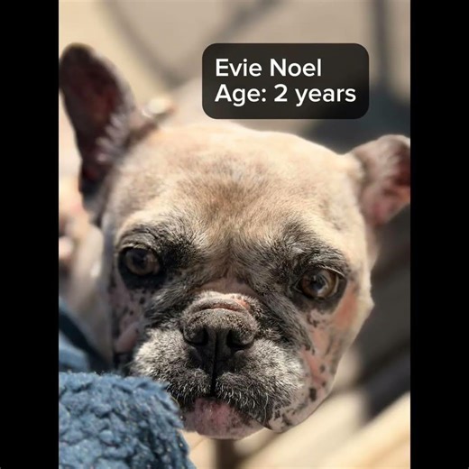 💕Your new best friend might be in this video! 💕 Check out our latest crew of available bulldogs!