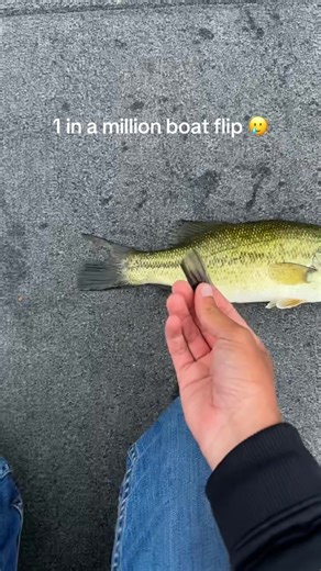 crazy bad luck on a boat flip. Will now be a lot more thoughtful when boat flipping… #highonfishing #largemouthbass #boatflip