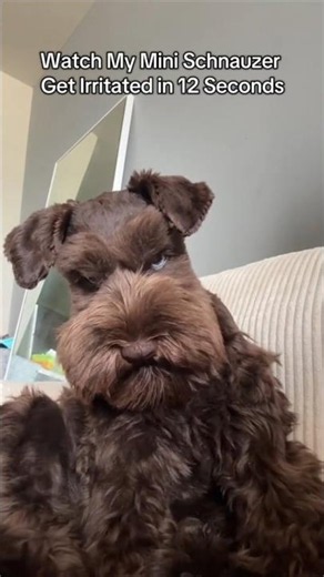 Funny Dogs Being Extra Stubborn Today! 🐕😂 #funny #dog #shorts