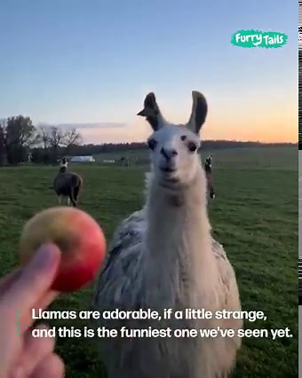 115K views · 2.7K reactions | This llama makes the most hilarious expressions while devouring an apple 蓮 | Furry Tails | Facebook