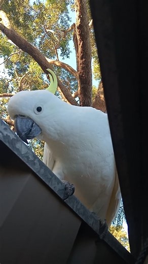 Curious Cockatoo #cockatoo #cockatoos #cockatoolife #bird #birds #australia #nature #wildlife