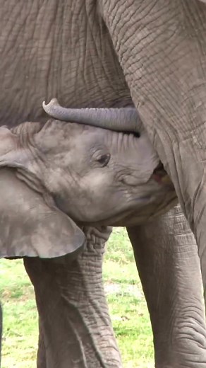 Baby Elephant Drinking Milk from Mother - Heartwarming Moment