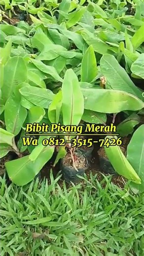 Bibit Pisang Merah Berkualitas Tinggi, Pesan Sekarang!