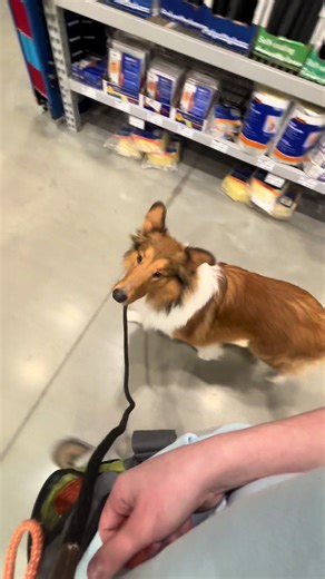 Neutrality Session Before Agility Class for Dogs