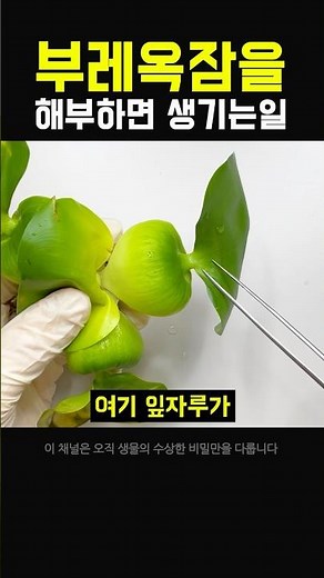 프로페셔널한 부레옥잠 해부 #식물 #과학 #실험