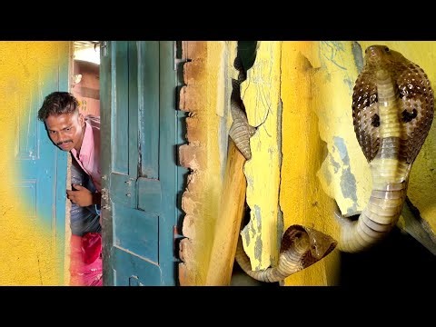 आइए इस वीडियो में देखते है की कोबरा सांप को कैसे रेस्क्यू किया गया? 🤔😱🐍 Cobra Snake Rescue