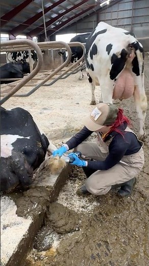 ✂️🐄 Clean = Calm 💡 | The Simple Cow Care Routine Farmers Swear By