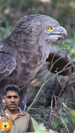 Bird Swallows Snake 😳🐍🦅 | Real Wildlife Moment | #Shorts