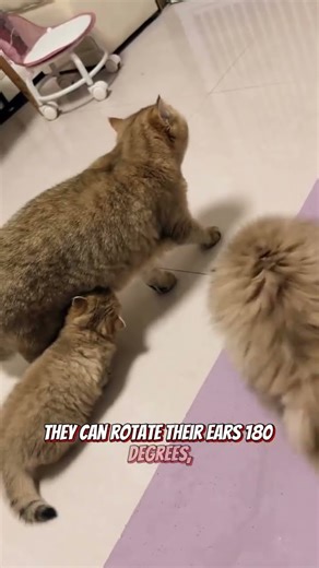 Cats can make over 100 different sounds #cat #animals #shorts