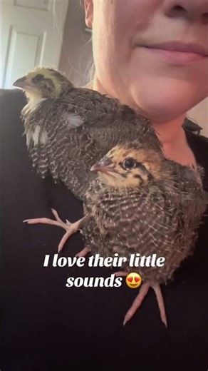 Baby Quail Sounds ❤️