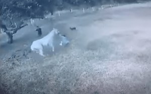 VIDEO: Horse Goes Into Full Attack Mode & Violently Mauls Its Trainer | Whiskey Riff