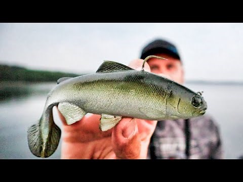 EAGLE LAKE MUSKY FISHING OPENER!! - Northwest Ontario Muskies