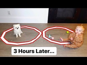 8 Month Old Baby Posie vs Tiny Puppy - Hilarious Last To Leave The Circle Challenge