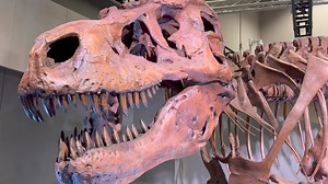 75K views · 360 reactions | Hurry! SUE: The T. rex Experience is ending on September 15 at the Saint Louis Science Center! 練 Explore interactive dinosaur exhibits, smell T. rex breath, and see real fossils up close. Members receive 50% off ️—don’t let this opportunity fossilize without you! Exhibition available in English and Spanish. Get tickets: https://events.slsc.org/events/736bc11e-1118-d4c5-a63a-887b260871ca | Saint Louis Science Center | Facebook