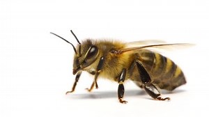 Honey Bee Fly Away On White Stock Footage Video (100% Royalty-free) 10409141 | Shutterstock