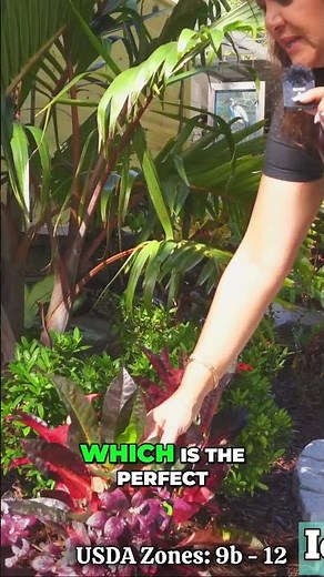 ICETON CROTONS: The Most STUNNING Croton Variety You've Ever Seen?