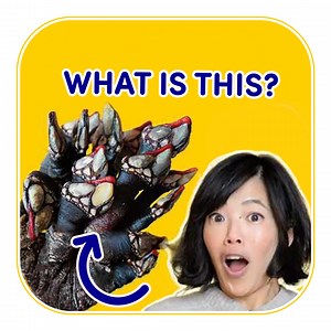 Gooseneck Barnacles On The Plate! 🦐 | Emmymade