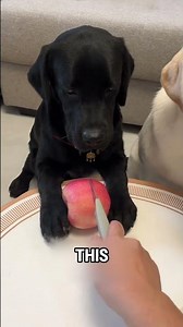 Split Rice Watermelon!