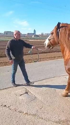 116K views · 2.5K reactions | #stronghorses | Strong horses/ Caballos fuertes | Facebook