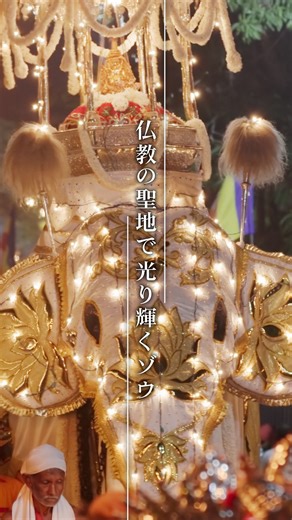 【TBS公式】「世界遺産」TVerで最新回を無料配信中！ on Instagram: "仏教の聖地で光り輝くゾウ 聖地キャンディで行われる 「ペラヘラ祭り」では 周辺から選び抜かれた100頭のゾウが 色鮮やかな電飾をまとい 街を練り歩きます。 さらにもっともたくましいゾウが 仏歯が納められた 舎利容器をのせて歩きます🐘 #TBS世界遺産 #鈴木亮平 #tbs #世界遺産 #worldheritage"