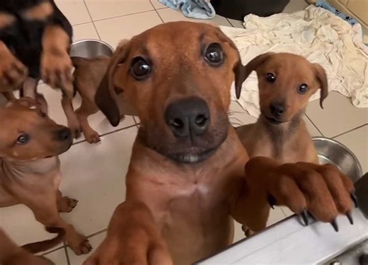 Dogs Trust In 'Desperate' Need Of Foster Homes