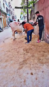 648K views · 8.8K reactions | Game over | Cattle Karachi | Facebook